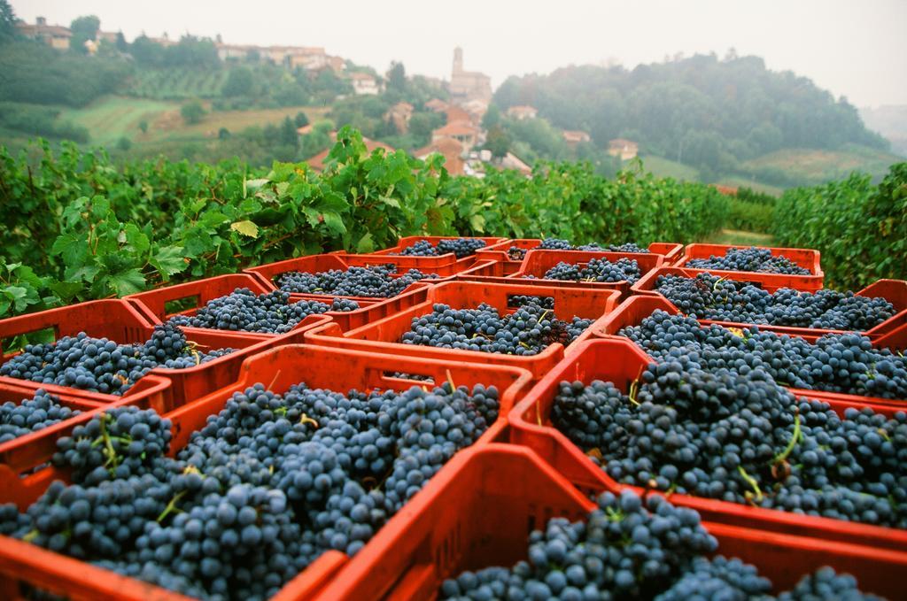 Locanda Marchesi Alfieri San Martino Alfieri Esterno foto